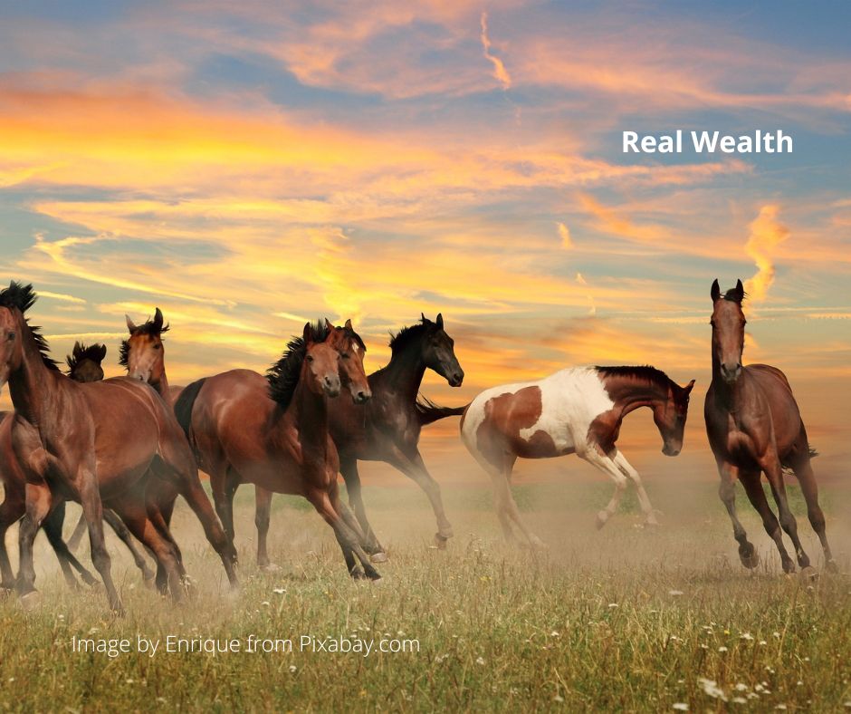 wild horses